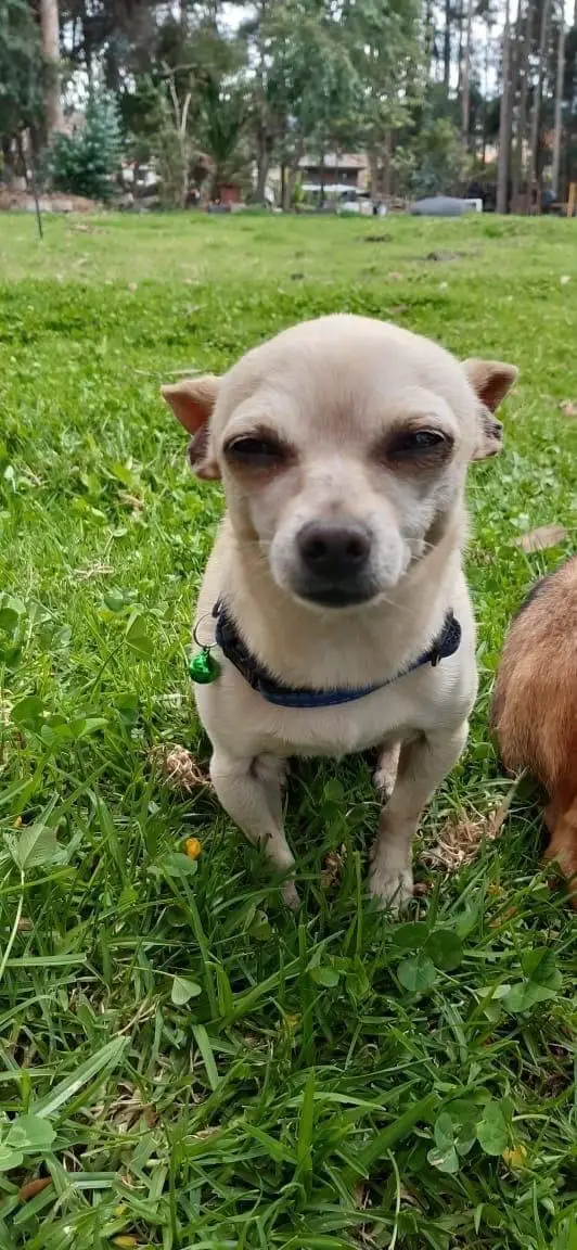 Extraviados - Perrito chiguagua pe...
