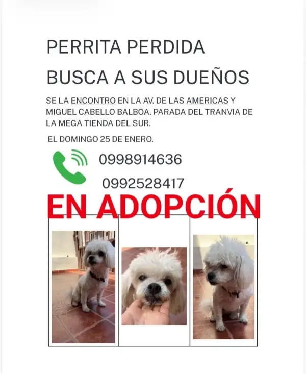 Adopciones - Lastimosamente no ap...