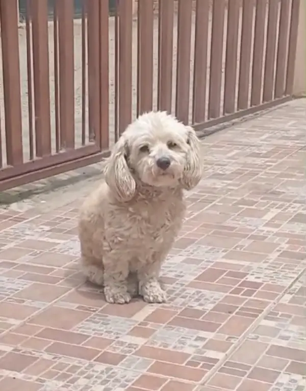 Extraviados - Buenas tardes por fa...