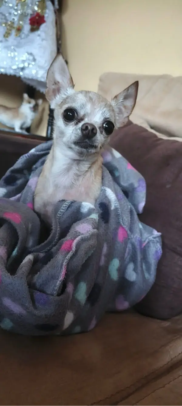 Extraviados - buenas tardes discul...