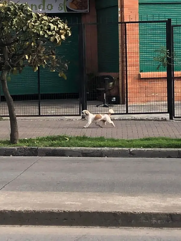 Extraviados - Perrito al parecer e...