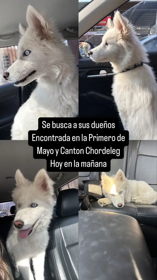 Extraviados - Perrita encontrada e...
