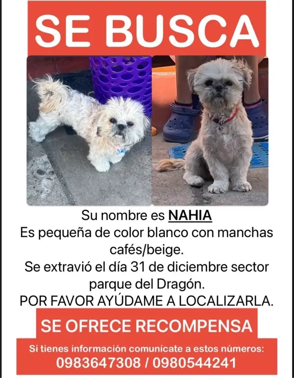 Extraviados - ‼️‼️ Continuamos bus...