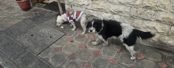 Extraviados - ULTRA URGENTE por fa...