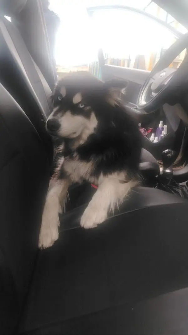 Extraviados - Hay un perrito 🐶 per...