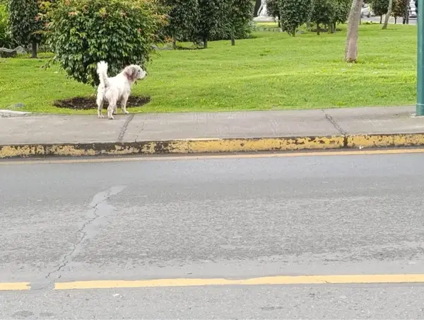 Extraviados - Perro perdido en la ...