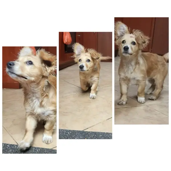 Extraviados - Buenos días, hace un...