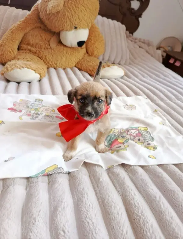 Adopciones - Necesita un hogar, e...