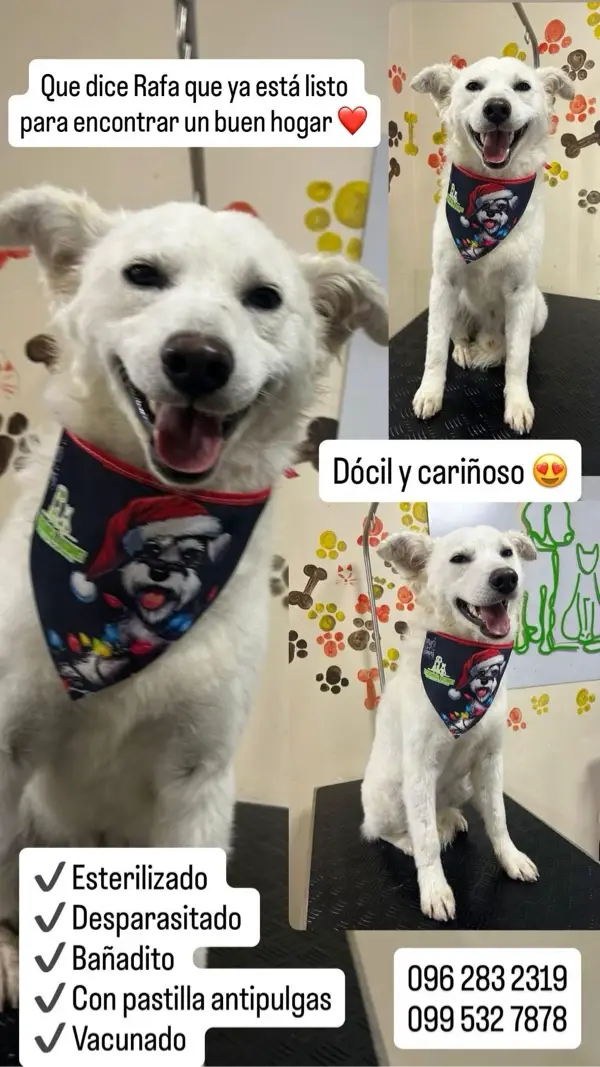 Adopciones - En adopción...