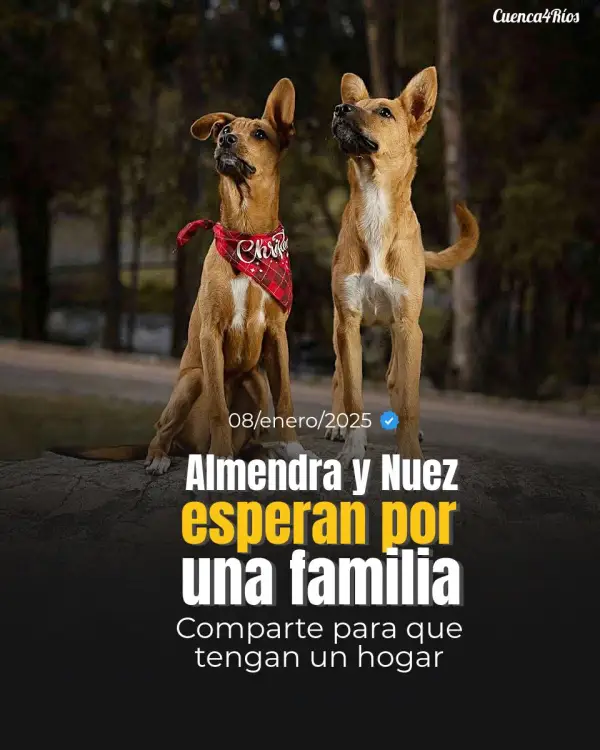 Adopciones - ❤️ Almendra y Nuez s...