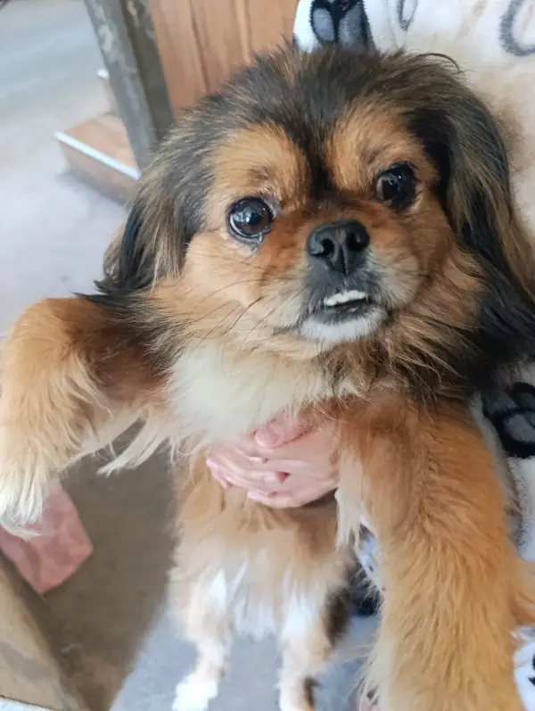 Extraviados - Buenos días, encontr...